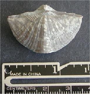 Neospirifer triplicatus