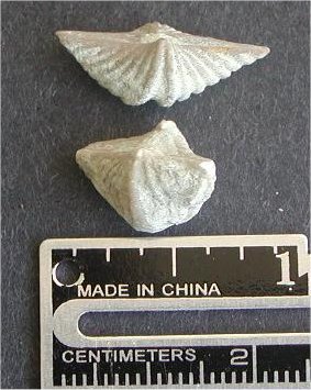 Punctospirifer kentuckyensis
