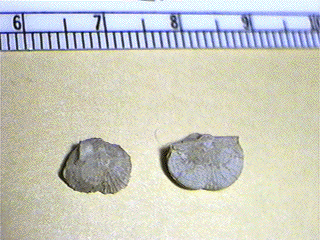 Streptorhynchus affie