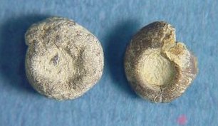 Eoasianites sp. cf. E. welleri