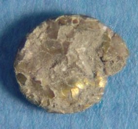 Eoasianites sp. cf. E. angulatus
