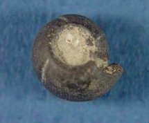 Eoasianites sp. cf. E. angulatus