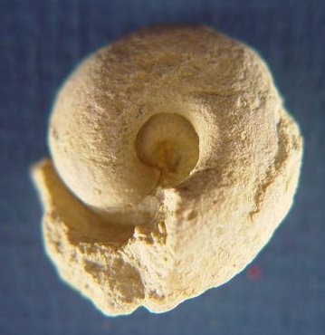 Ephippioceras ferratum