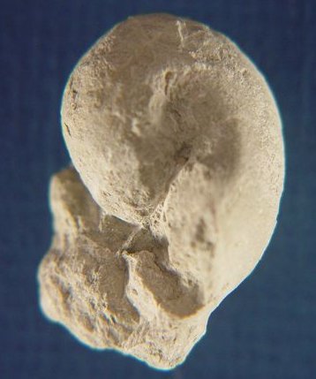 Ephippioceras ferratum