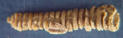 Rugobactrites?