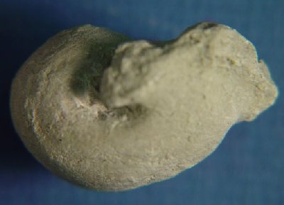 Ephippioceras divisum