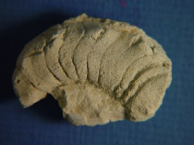 Metacoceras cravatiforme