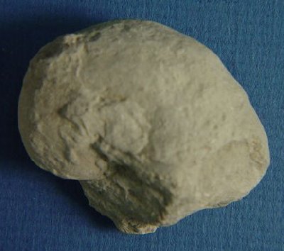 Coloceras sp.