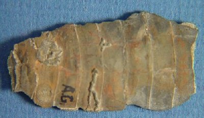 Pseudorthoceras sp.