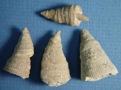 Lophophyllidium proliferum