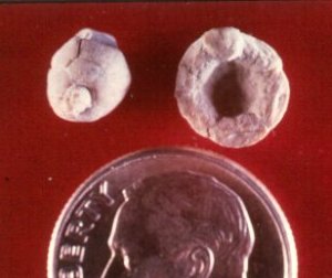 Alossocrinus bronaughi