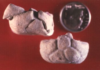 Aglaocrinus comactus