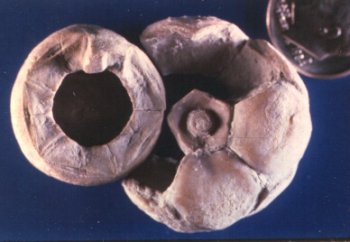 Aglaocrinus comactus