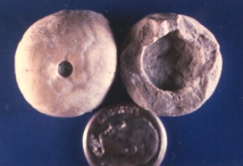 Aglaocrinus comactus