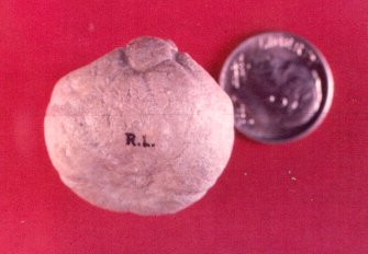 Parulocrinus blairi