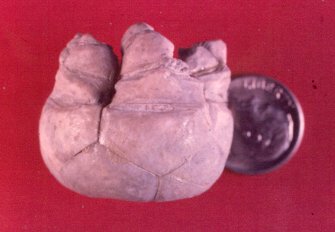Parulocrinus blairi