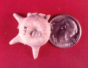 Delocrinus subhemisphericus