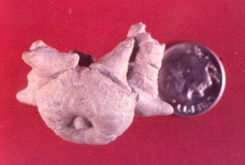 Delocrinus subhemisphericus