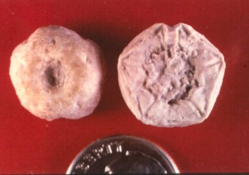 Delocrinus subhemisphericus