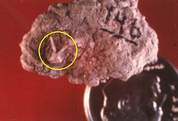 Erisocrinus typus