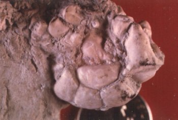 Glaukosocrinus