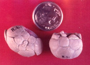 Polusocrinus rosae