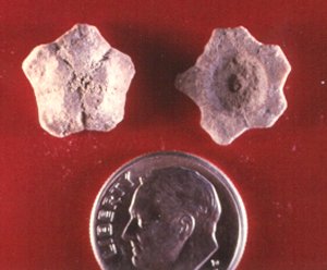 Schistocrinus sp. cf. confertus