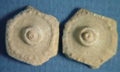 Archeocidaris sp. cf. A. dininnii