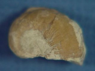 Naticopsis sp. cf. N. pricei