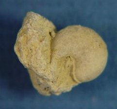Anomphalus umbilicatus