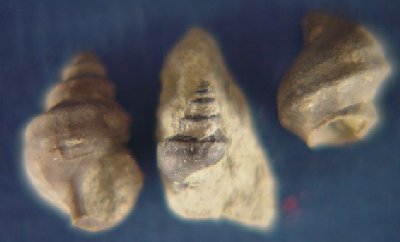 Hemizyga sp.