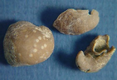 Commensal or parasitic gastropod, Platyceras parvum