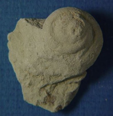 Straparollus (Straparollus) sp. cf. S. savagei