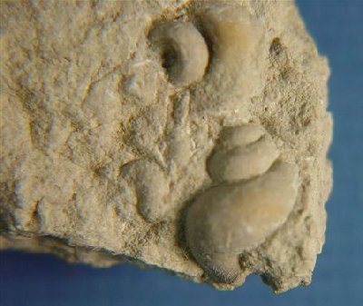 Hemizyga sp.