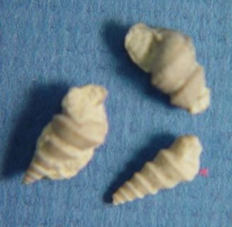 Donaldina sp. cf. D. stevensana