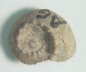 Trepospira discoidalis