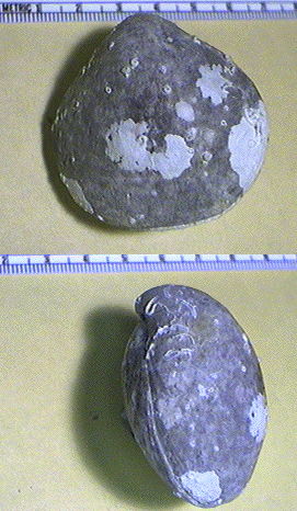 Terebratuloid Brachiopods (2 views), <i>Neothyris lenteicularis</i>