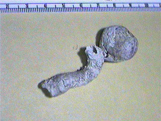 Terebratuloid Brachiopods, <i>Terabratella Sanguinea</i>