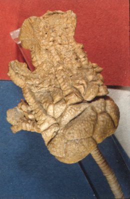 Ethelocriunus magister