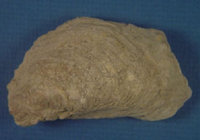 Myalina subquadrata