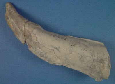 Aviculopinna sp.