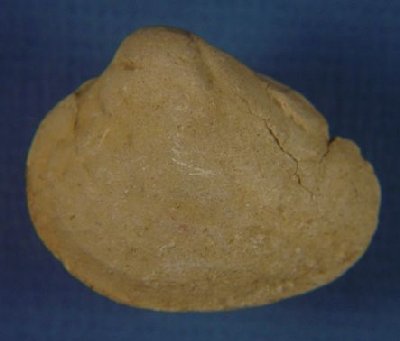 Schizodus sp.