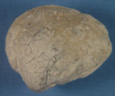 Schizodus wheeleri