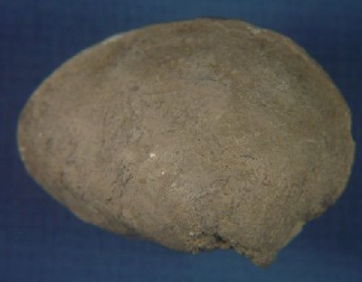 Schizodus wheeleri