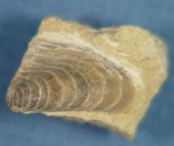 Septimyalina perattenuata