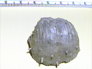 Antiquatonia portlockianus