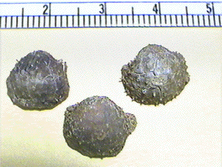 Cancrinella boonensis