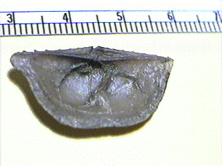 Neochonetes granulifer