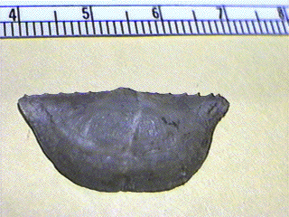 Neochonetes granulifer