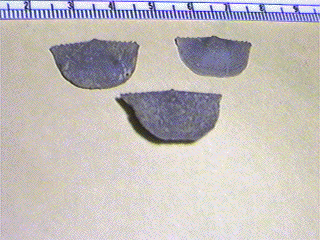 Neochonetes granulifer